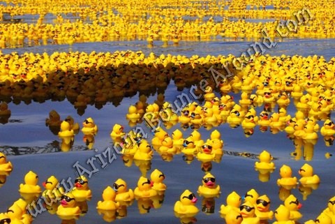Rubber Duck Knock Down Carnival Game Rental Phoenix, AZ